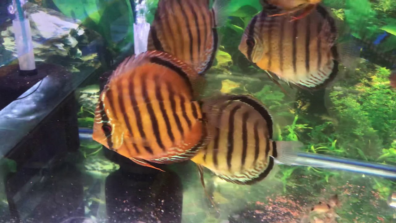 camera iphone 8 plus apk Some of today’s stock . Discus fish sales