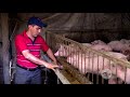 Alimentación de cerdos en etapa posdestete | La Finca de Hoy