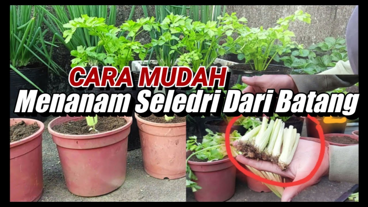 Cara Menanam Seledri Dari Batang 40 Hari Siap Panen Youtube Seledri Ide Berkebun Panen