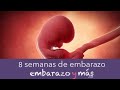 8 semanas de embarazo - Segundo mes - EMBARAZOYMAS