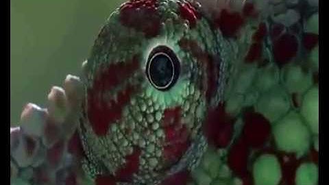 سورة الكافرون بصوت ماهر المعقلى تلاوة خاشعة عالية الجودة