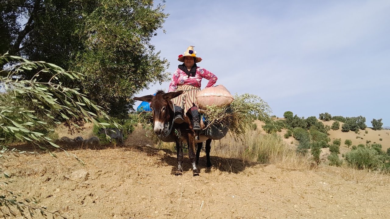 يوم نشرك معكوم نهار ديالي في الطبيعة 🌲🌳@الجبالة #البادية #مي_نعيمة_البدوية 