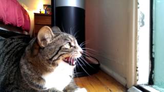 Cat and Crow talk trash to each other Cat and Crow talk trash to each other
