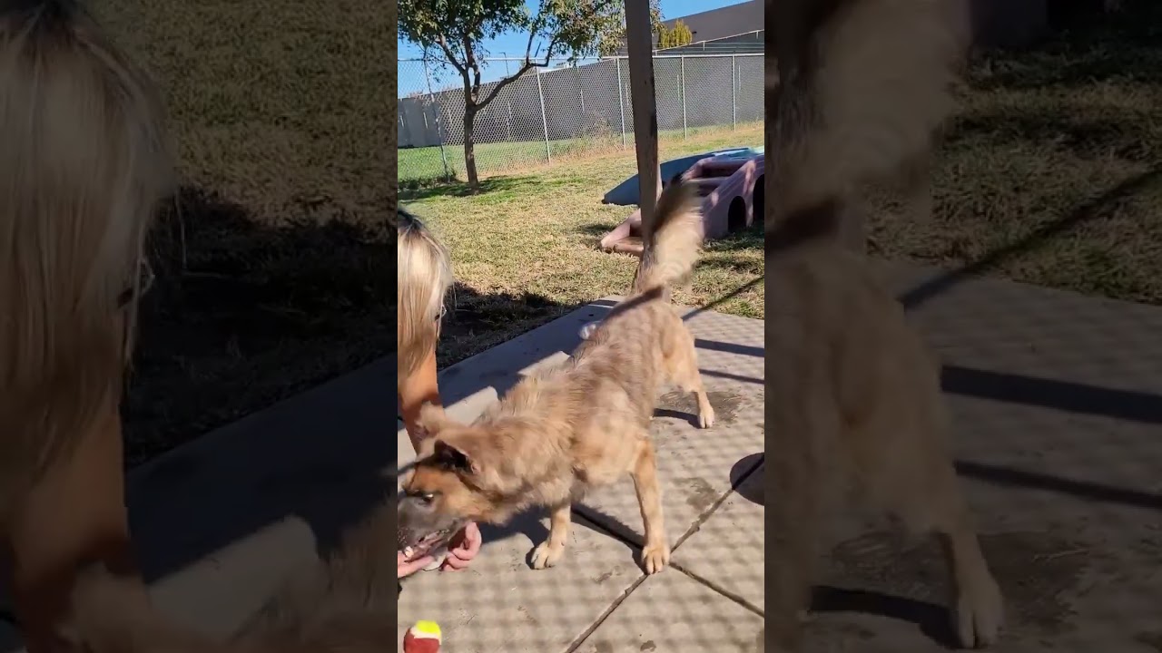 Reactive Dog Before and After: Do not attempt any of these techniques. Read description