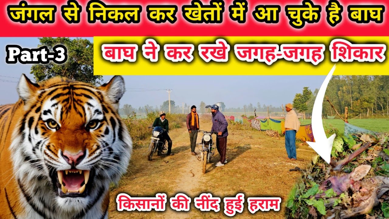 बाघ की दहशत | जंगली जानवरों से खतरा | Amangarh Tiger Reserve | Village Life near Jim Corbett #tiger