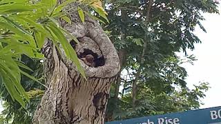 2 Baby Owl at Blk 28 Telok Blangah Rise Tree Beside the Bus stop