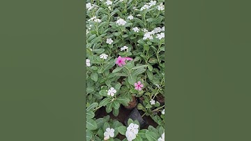 Bán cây dừa cạn ta hoa trắng 0977973535