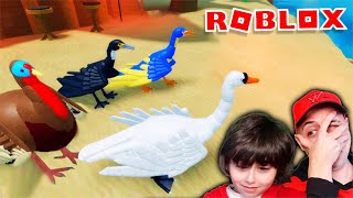 El cormoran, el cisne y la pava juegan al escondite en ROBLOX Feather Family