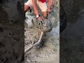 Traditional Mud Trap: Man Splitting Mud-Covered Coconut filled with Mud Crabs