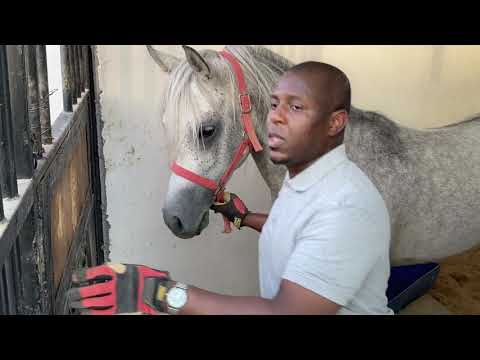 فيديو: كيفية تجميع الحصان