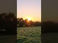 새벽 새 소리 (sound of a bird at dawn)