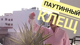 Неожиданный враг: паутинный клещ / Реанимация орхидеи.