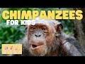 Chimpanzee Behavior and Conservation