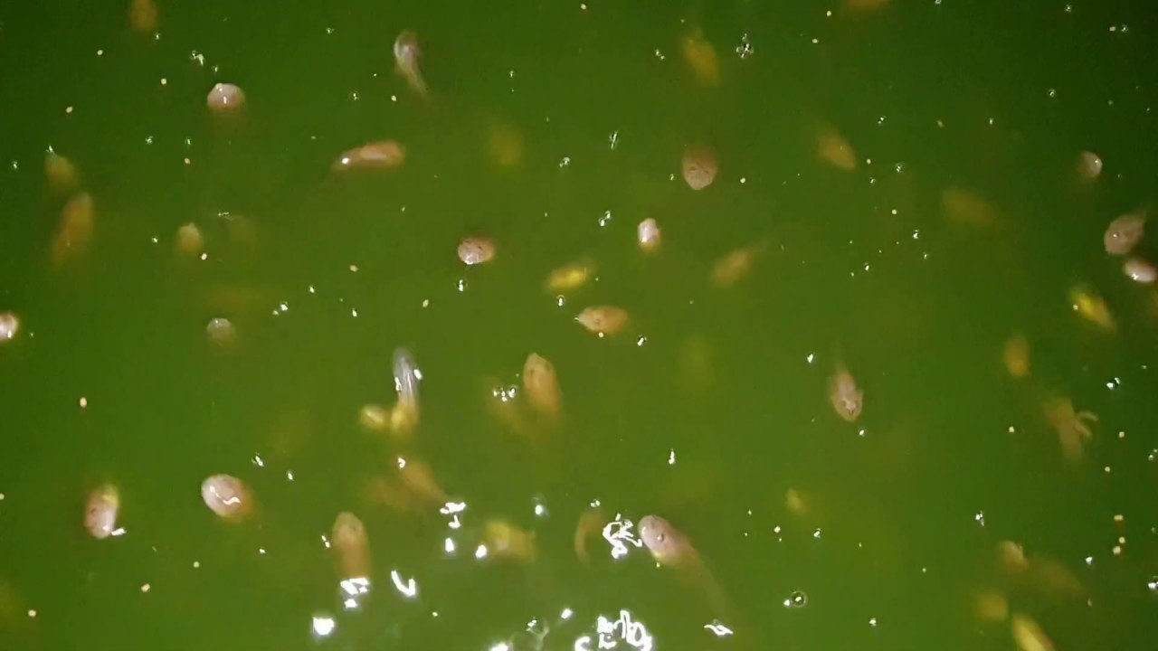 Chia Sẻ Kinh Nghiệm Nuôi Ếch Giai Đoạn Lên Vĩ - Cập Nhật Giá Ếch Mới Nhất