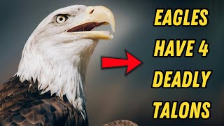 7 Things You Didn't Know About Eagles