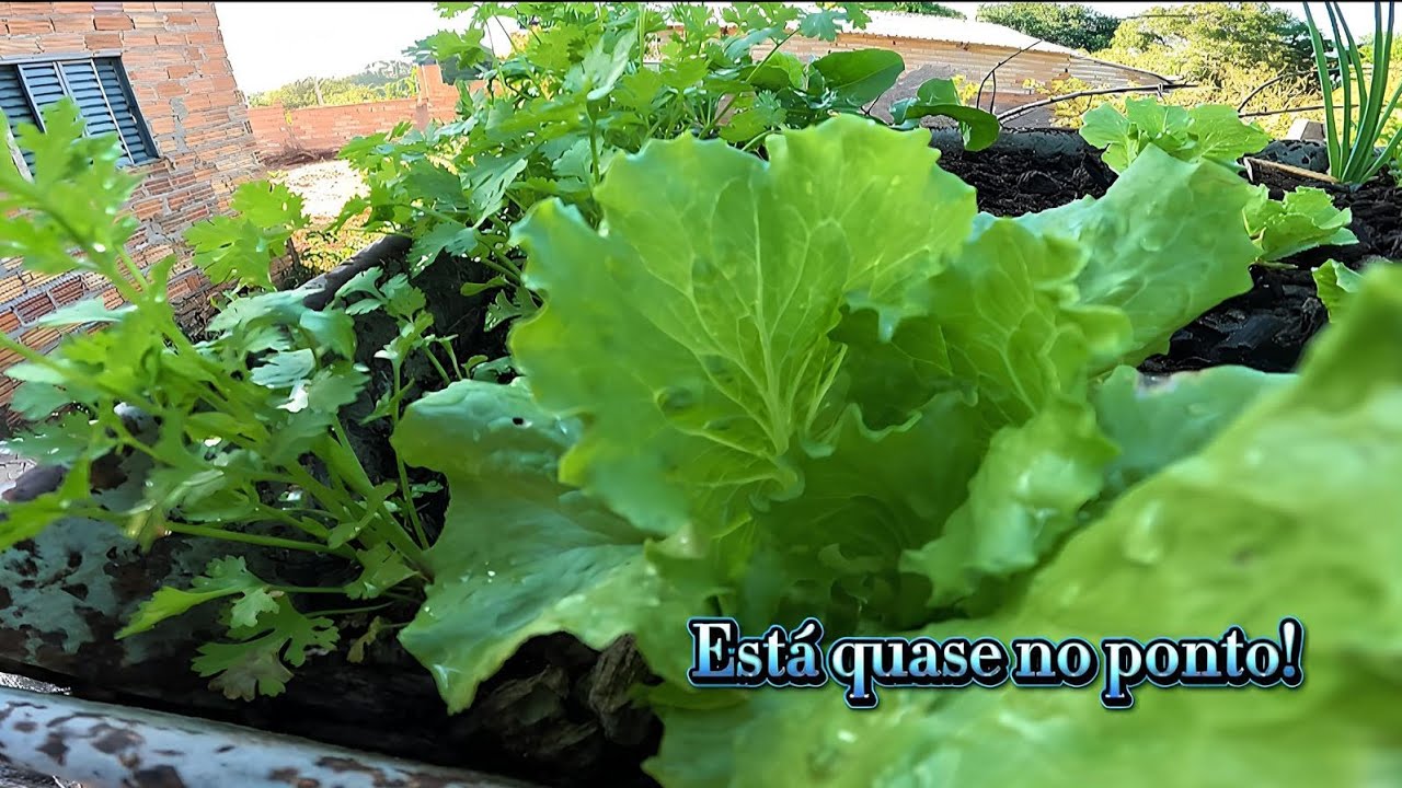 Uma pequena horta em casa!