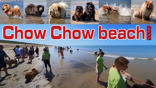 Chow Chow beach 2023