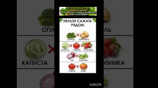 какие овощи плохо уживаются рядом с друг с другом