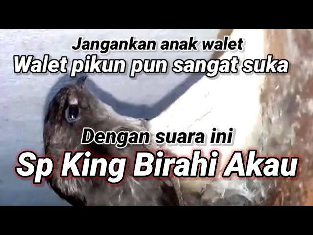 Sp King Birahi Akau. suara panggil walet birahi asli plus jernih class=