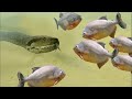 PIRANHAS ATACAM SUCURI SEM DÓ