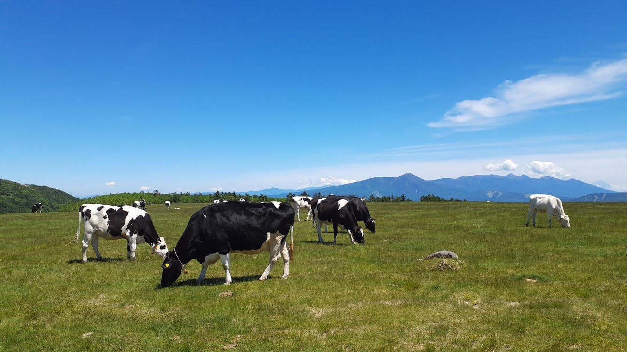 AZALEA LINE Driving Tour | アザレアラインで美ヶ原高原へ【ドライブ動画】