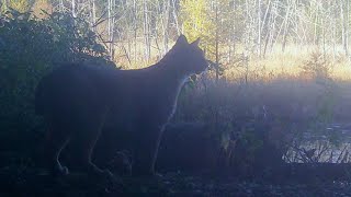 Wildlife Sharing My Walking Path-Martins Old Off Grid Log Cabin