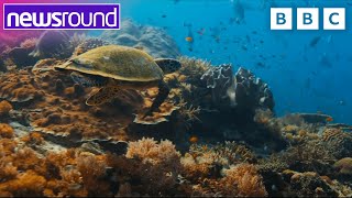 David Attenborough's new film about oceans | Newsround