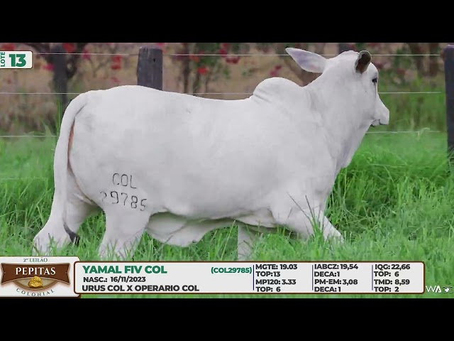 LOTE 13   YAMAL FIV COL