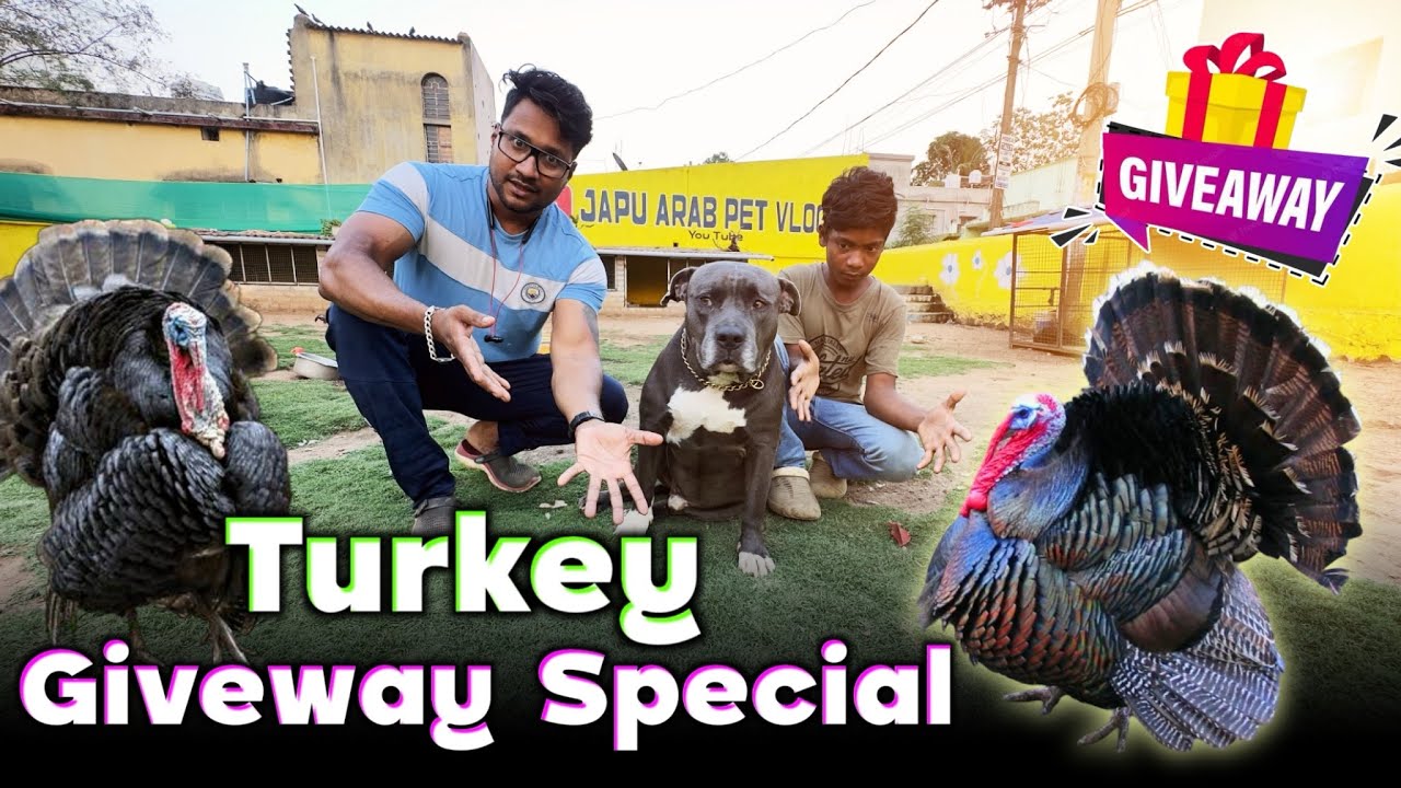 TURKEY GIVEWAY SPECIAL || Mini Zoo Odisha || Pet lover || Dog lover ||