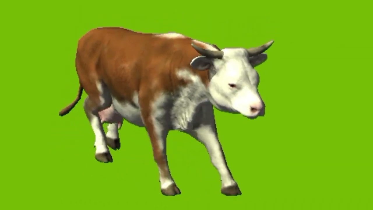 Cow walking on green screen cartoon characters no copyright