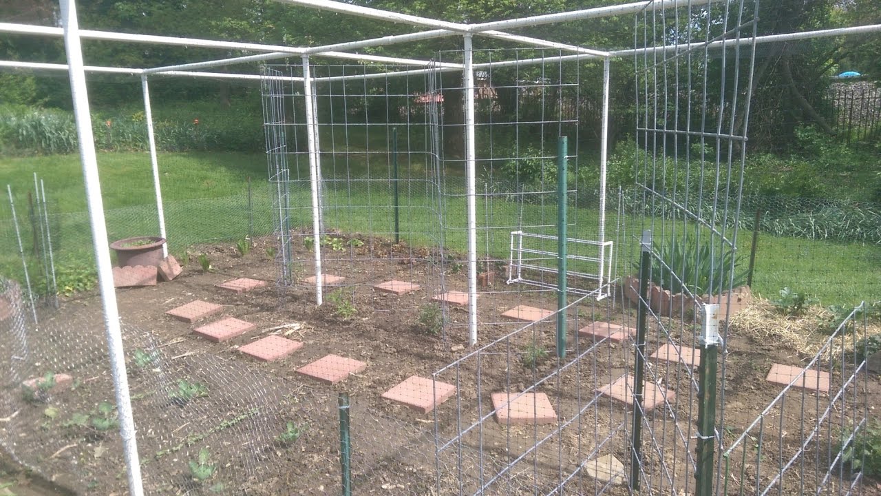 Garden Totally Enclosed By Pvc Chicken Wire Bird Netting Youtube