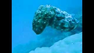 True Facts About The CuttleFish