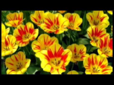 怨蒼天變了心     演奏錄製/SKY