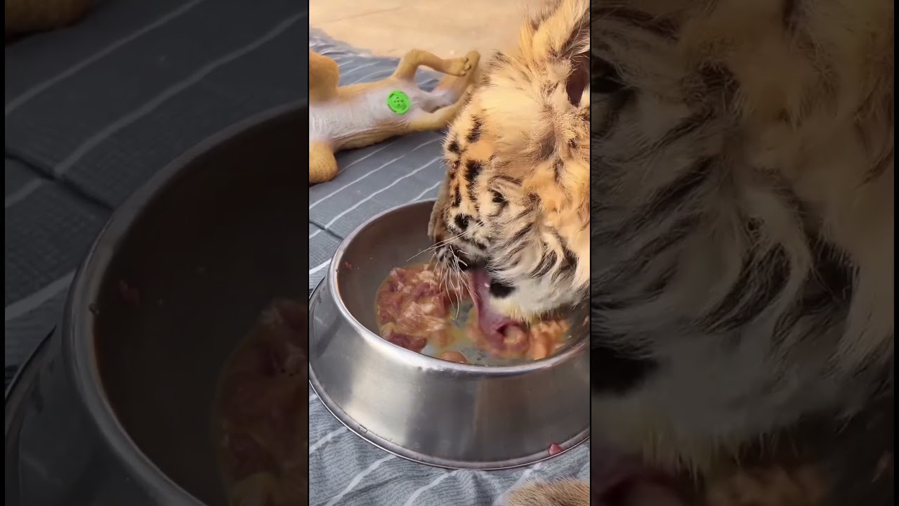 Cute little tiger cub eating meat🐯❤️ 