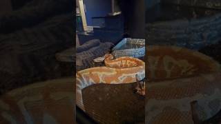 Rehoming our Albino Blood Python #snake #snakevideo #rehoming #reptiles