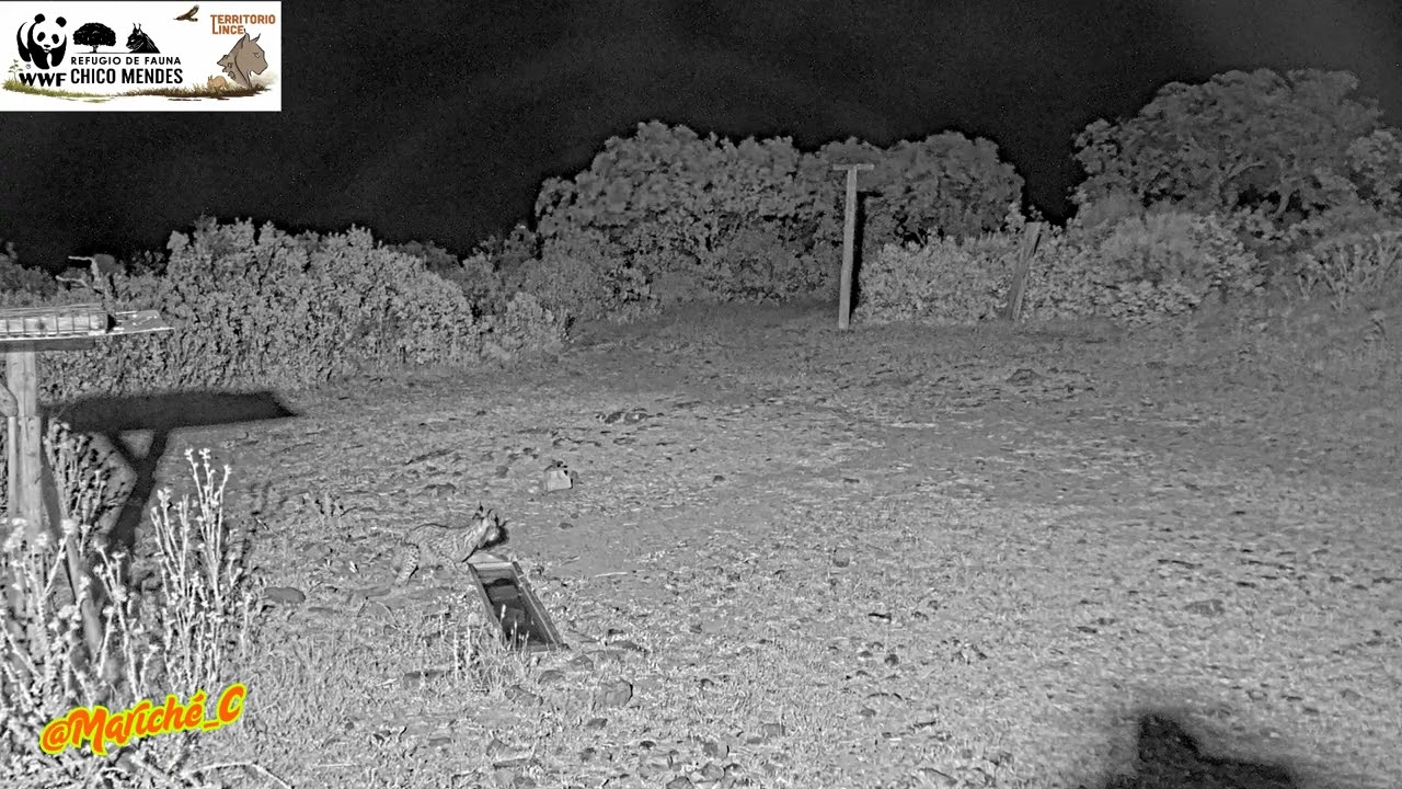 De como una CIERVA persigue a un LINCE - 02-06-26