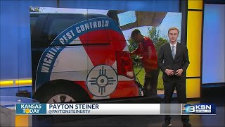 Extreme heat drives bugs, spiders into Kansas homes