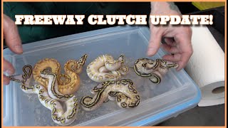 Combo Freeway And Freeway Pied Clutch Update!