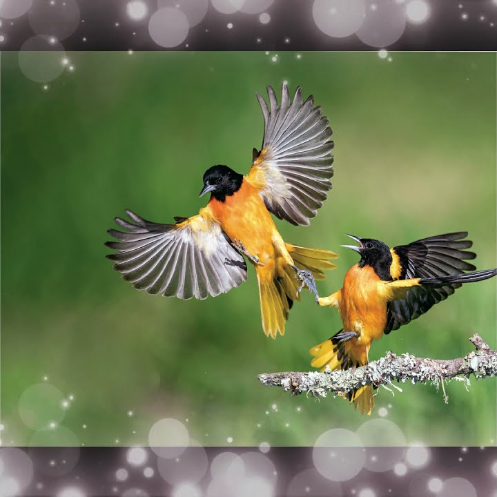 Suara Burung,Bird Song Baltimore Oriole (Icterus galbula) Hidup di Alam Bebas #Shorts