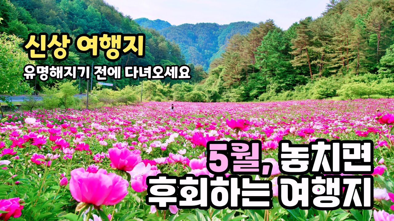 ✨신상 여행지와 5월 여행지 추천 | 5월 가볼만한곳,국내 여행지 추천, 작약꽃 명소,이팝나무 명소,5월여행지,진천 이팝나무길, 밀양 위양지,영월 작약꽃 축제,하이힐링원,봄여행지