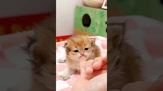 Funny Cat Moments✨🤎😹 #cat #kitten #cute #funny #shorts #Catsology26