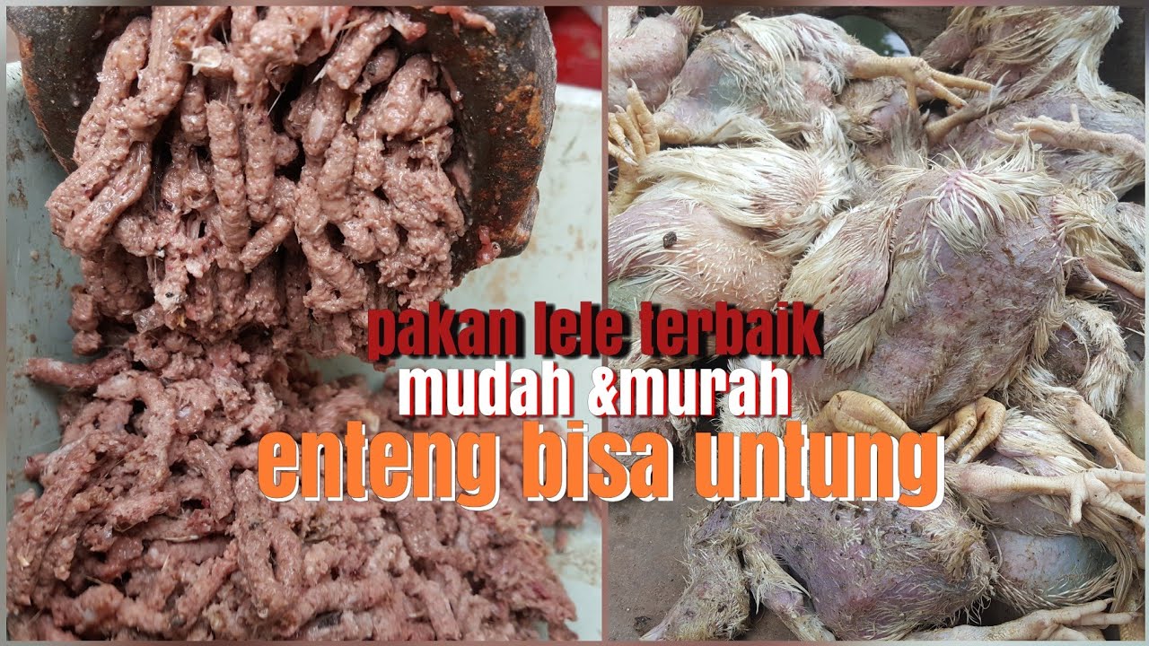 cara mudah & murah membuat pakan lele 
