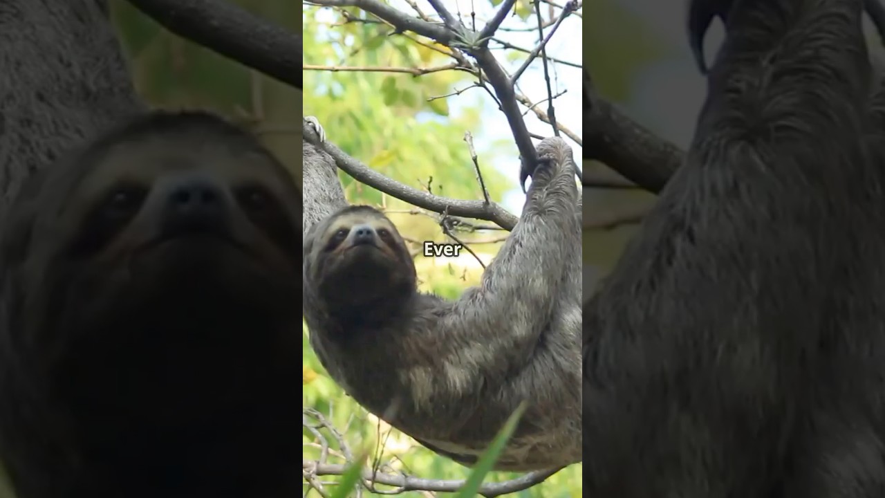 The Surprising Poop Habits of Sloths!