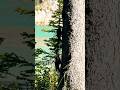 Pileated woodpecker,  woodpecking at the tree in Banff Canada