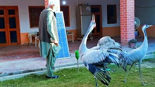 Crane Birds Voice and Masti (Badshah khan durrani konj pair)