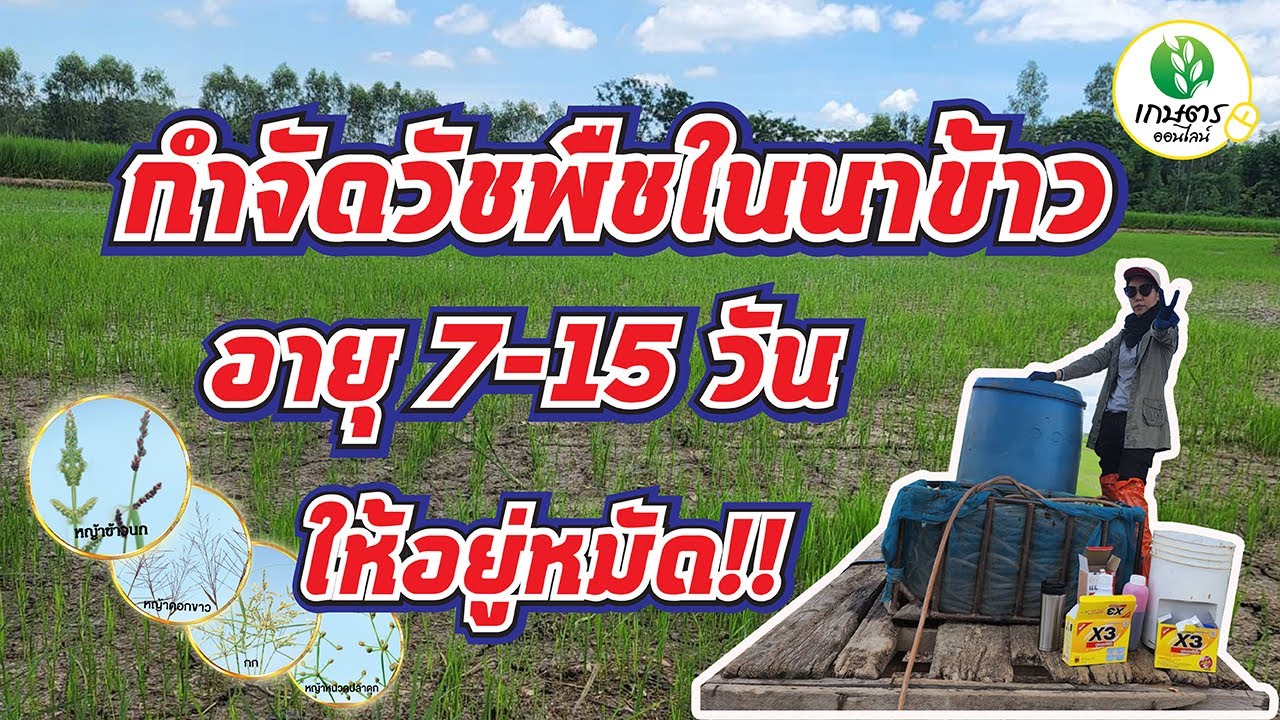 กำจัดวัชพืชในนาข้าว ช่วง 7-15 วันยังไงให้อยู่หมัด คลิบนี้มีคำตอบ