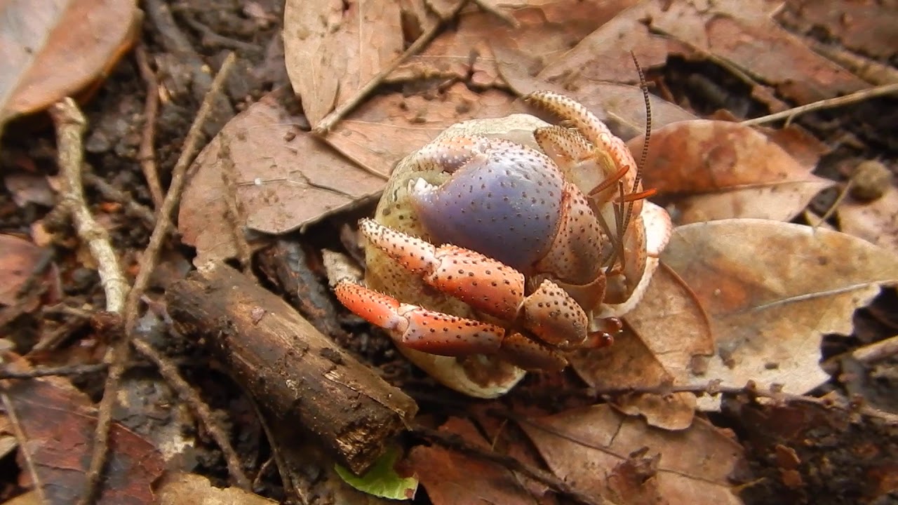 hermit crab walking in jungle YouTube