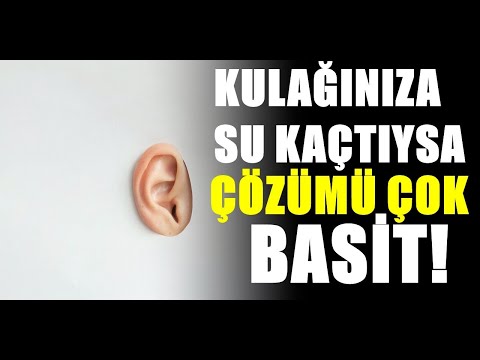 Video: Kurtlar ve Köpekler Nasıl Aynı?