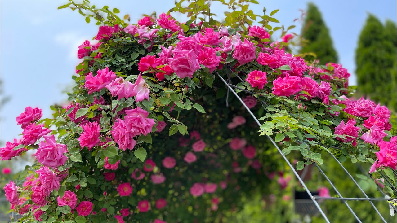 Zephirine Drouhin| Climbing Rose | Thorn less| Heirloom Roses.com ...