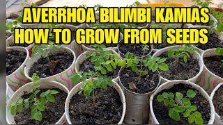 How to Grow Kamias Bilimbi from Seeds